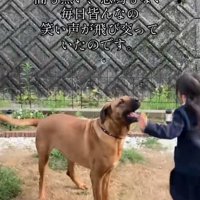 笑顔で庭で過ごす犬