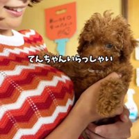 子犬を抱っこする若い女性