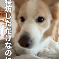 ベッドで寝ている飼い主の顔をのぞき込むボーダーコリー