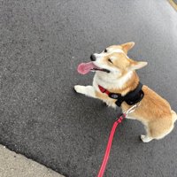 ニコニコ