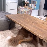 テーブルの下へ避難