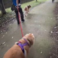 散歩をする犬たちに近寄る男性