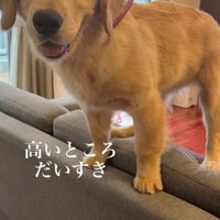 ソファの背もたれに立つ犬