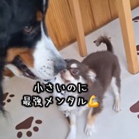 気が強い小型犬