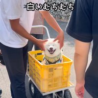 終始ニコニコのごん太くん