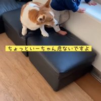 男の子が段差を降りる時のサクくん5