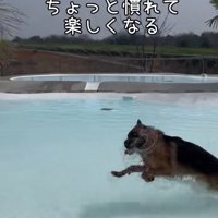 プールの中を走る大型犬