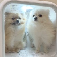 可愛すぎる