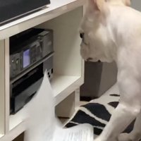 グシャッ！