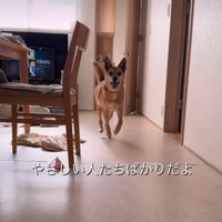 笑顔で駆け寄る犬