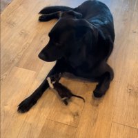 近づいていく子猫