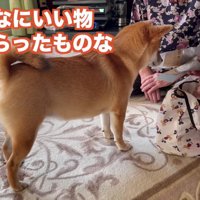 おばあちゃんとお留守番