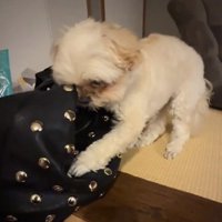 慌ててバッグを守るすずめちゃん