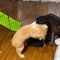 男の子に飛びつくラニーちゃん