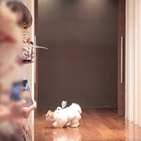 リングドッグに挑戦するつぶちゃん2