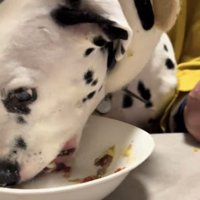 器に顔を突っ込んで食べる犬