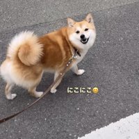 振り返って笑う犬