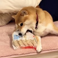 冷凍うどんにかじりつく犬