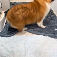 お風呂上がりのロイくん3