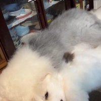成犬になっても…