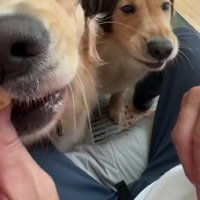 カツラを買ってみたら…
