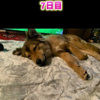 お腹を見せて眠るラッキーくん