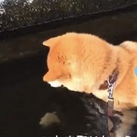 水の中に何か落ちている