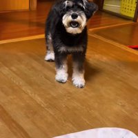 犬の前で初めてパックをしてみたら…