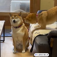 「ねえ、遊ぼうってば～！」