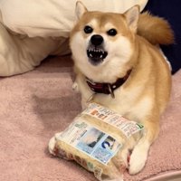冷凍うどんを抱えて威嚇する犬