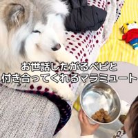 わんこと息子さん