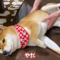 「すき焼きくれない人には抱っこさせない！」