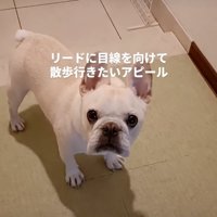 飼い主を見つめる犬