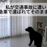 飼い主さんが緊急入院