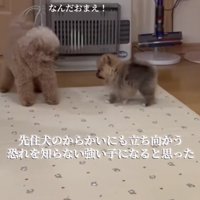 先住犬に立ち向かうポメラニアンの子犬