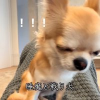 体が傾くチャイちゃん