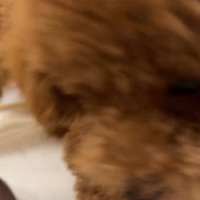 犬のアップ