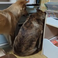 りゅうさんを励ますもかちゃん5