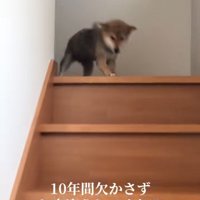 喜ぶ赤ちゃん犬