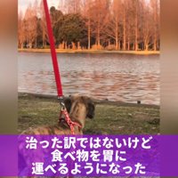 川辺を散歩する犬