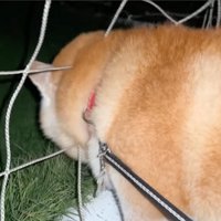 ネットに顔を突っ込む柴犬