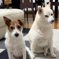 「ヨシ」と言った時の銀くんとエマちゃん4