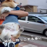 抱っこされる犬