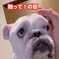 触ってほしいぱせり君