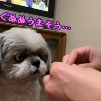 みかんを食べたいてんぽさん7