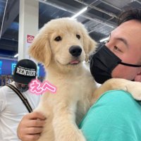 ゴールデンレトリバーのLexちゃん