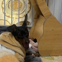 伏せてこちらを見る犬