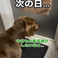 お風呂の前に座る犬