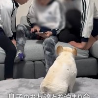 犬の後ろ姿1