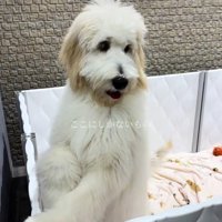 アグちゃんをお迎えするまで4